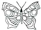 butterfly_design